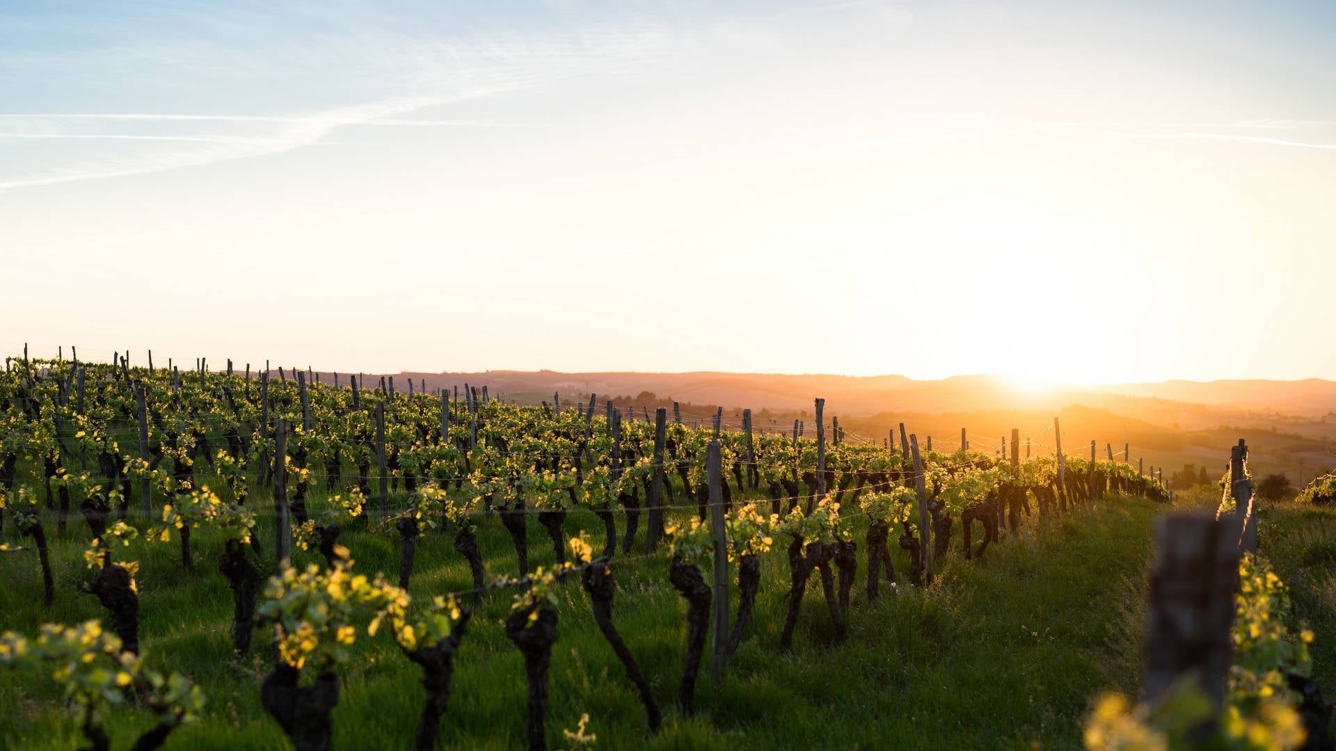 Vignes au coucher du soleil dans la campagne verdoyante.