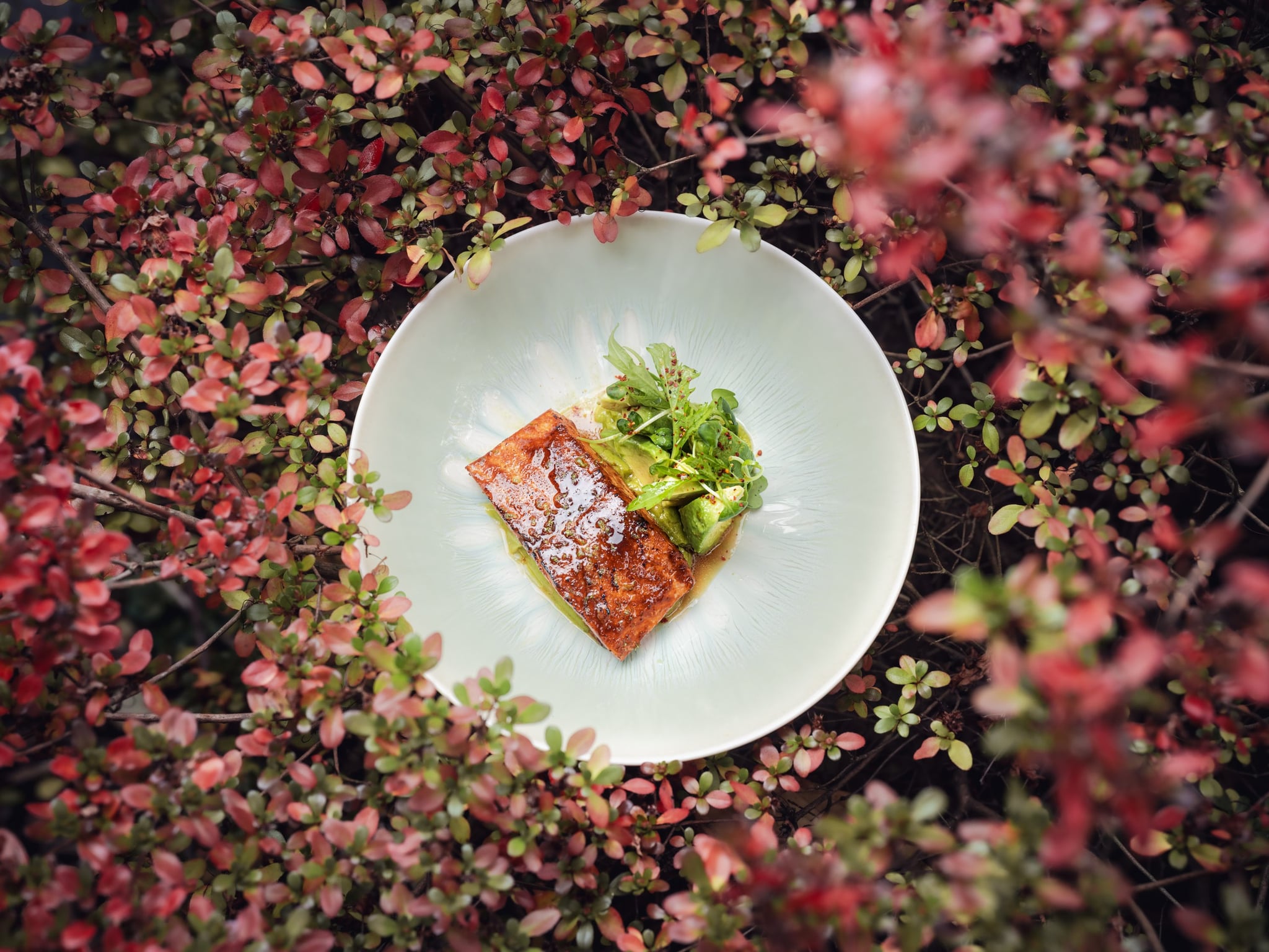 Plat de saumon et salade entouré de feuillage rouge.